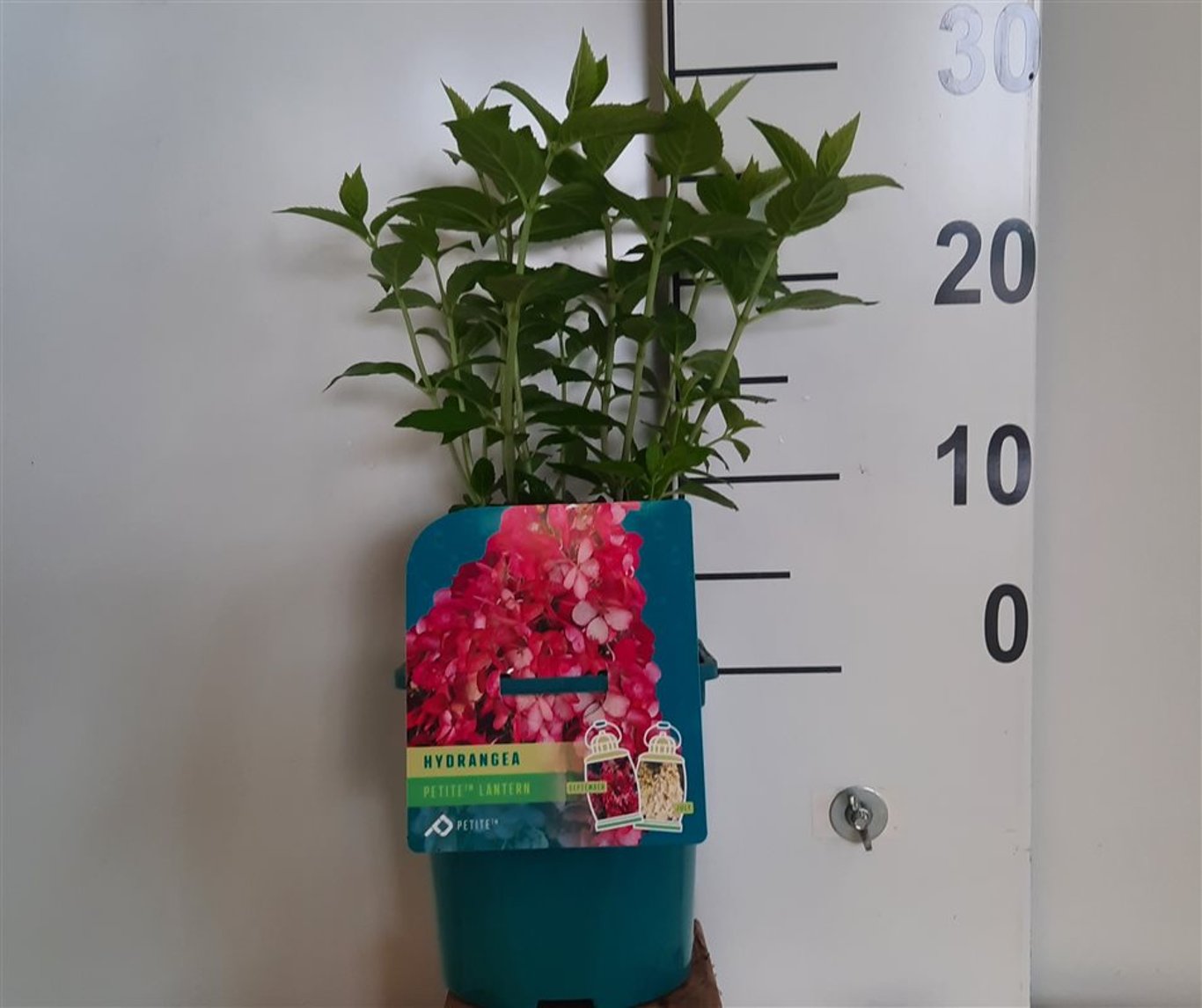 Hydrangea pan. 'Petite Lantern' - C2 20-25 CM